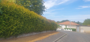 Photo de galerie - Haie très large avant la taille