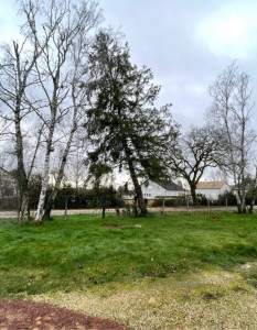 Photo de galerie - Abattage d’un sapin 