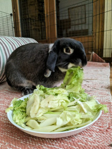 Photo de galerie - Garde animaux