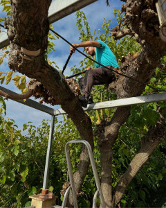 Photo de galerie - Taille d’arbre