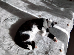 Photo de galerie - Possibilité de garder votre animal  étant retraitée je suis disponible 