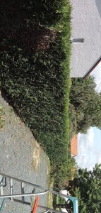 Photo de galerie - Taille de haie