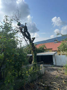 Photo de galerie - Elagage et coupe d'arbres