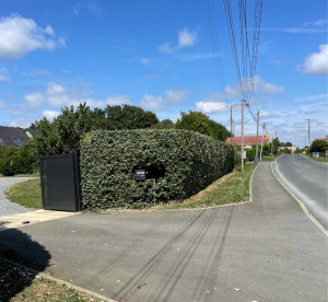 Photo de galerie - Taille de haies et d'arbustes