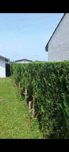 Photo de galerie - Taille de taille 