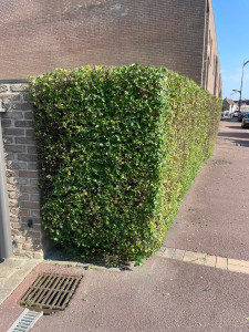 Photo de galerie - Après la taille 