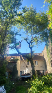Photo de galerie - Elagage et coupe d'arbres