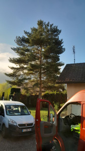 Photo de galerie - Elagage et coupe d,arbres