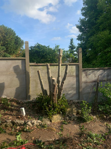 Photo de galerie - Résultat d’un arbre abbatu 