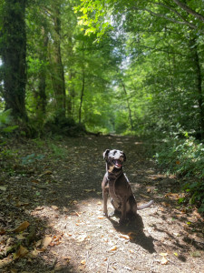 Photo de galerie - Balade en forêt 