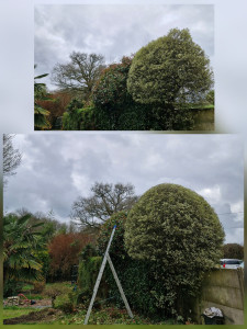 Photo de galerie - Taille différents arbustes + haie bambous 