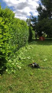 Photo de galerie - Taille de haies et d'arbustes