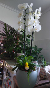 Photo de galerie - Bien entretenu 