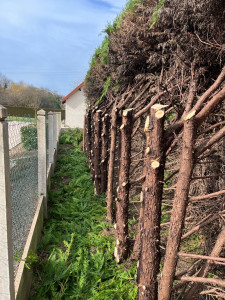 Photo de galerie - Réduction de haies à la demande du client afin de pourvoir de nouveau entretenir entre la haies et le grillage 