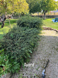 Photo de galerie - Taille de haies et d'arbustes