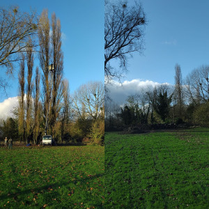 Photo de galerie - Abattage deux 5 peupliers résultat avant et après vos travaux notre savoir-faire avec 
Georges élagage 