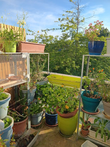 Photo de galerie - Le petit parc en bas de chez moi où je promène votre chien. 