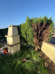 Photo de galerie - Abattage d’une haies avec évacuation 