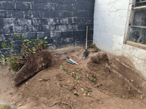 Photo de galerie - Enlèvement d’une souche d’arbre ( laurier sauge) d’un mètre de diamètre à la main  