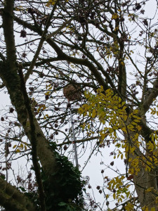 Photo de galerie - Nid de frelons