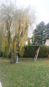 Photo de galerie - Encore taille et client satisfait 