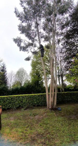 Photo de galerie - Elagage et coupe d'arbres