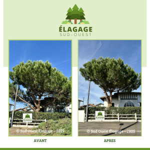Photo de galerie - Elagage et coupe d'arbres
