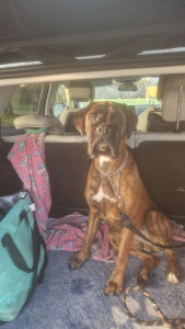 Photo de galerie - Garde chien