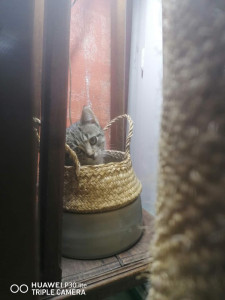 Photo de galerie - Garde chat