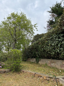 Photo de galerie - Taille d’une haie de eleagnus