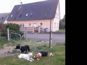 Photo de galerie - J'ai moi meme 2 petits chiens qui s'entendent très bien avec les chiens