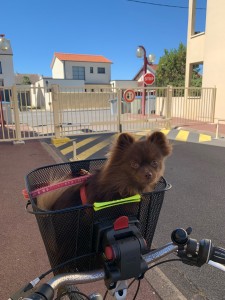 Photo de galerie - Garde chien