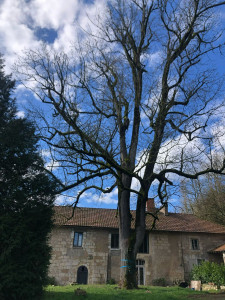 Photo de galerie - Taille d'un frêne par rétention. C'est une technique qui implique la coupe sélective de branches ou de sections d'un arbre tout en maintenant le contrôle total sur leur descente.