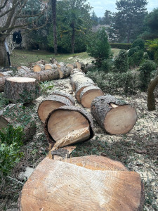 Photo de galerie - Elagage et coupe d'arbres