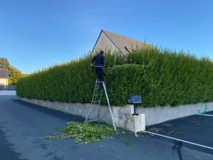 Photo de galerie - Taille d’une haie de Griselinia littoralis