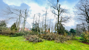 Photo de galerie - Elagage et coupe d'arbres