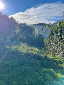 Photo de galerie - Taille de haies et d'arbustes