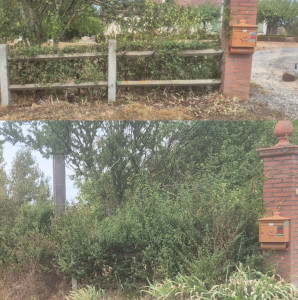 Photo de galerie - Taille d'une haies de pyracantha