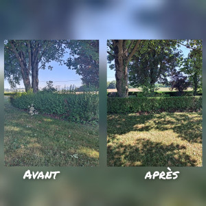 Photo de galerie - Taille d'une haie de troène 