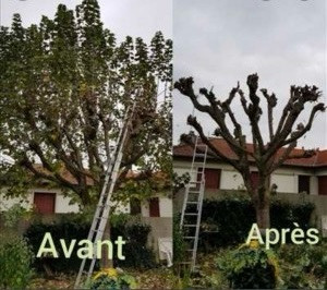 Photo de galerie - Abattage