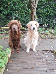 Photo de galerie - Garde de Iago avec holly mon Adorable Golden Retriever 