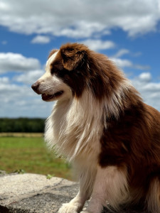 Photo de galerie - Pet sitting 