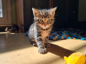 Photo de galerie - Garde chaton