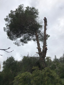 Photo de galerie - élagage et abattage 