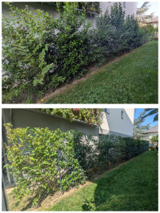 Photo de galerie - Taille de haies et d'arbustes