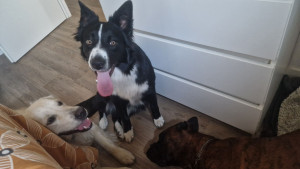 Photo de galerie - Garde chien