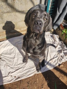 Photo de galerie - Garde animaux