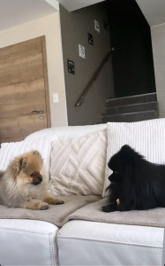 Photo de galerie - Bouba et Diego ?