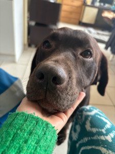 Photo de galerie - Garde de chien