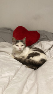 Photo de galerie - Garde de chat 